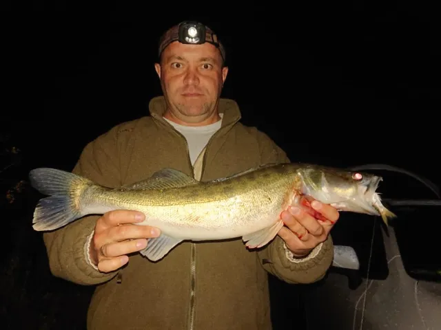 Zander