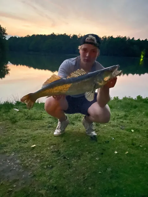 Zander