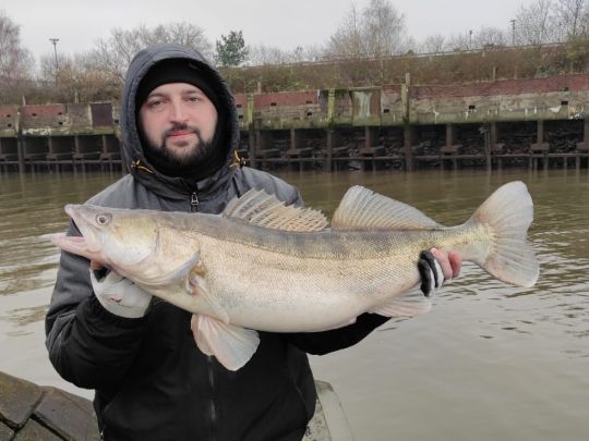 Zander