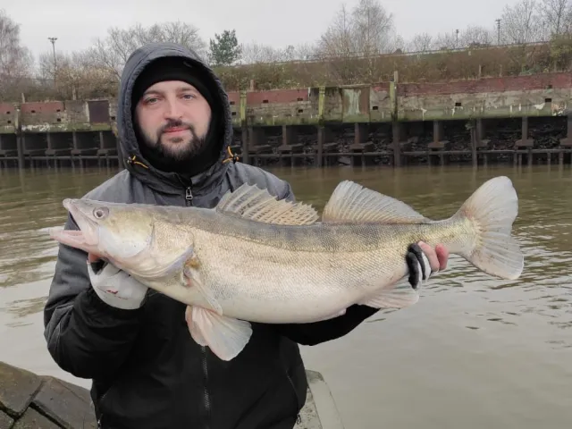 Zander