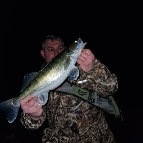 Zander