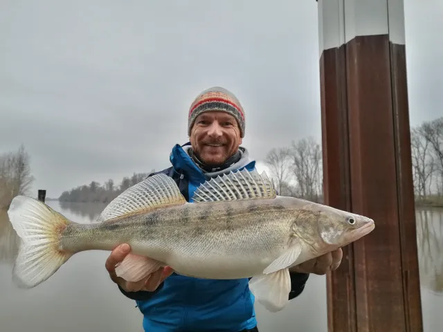 Zander