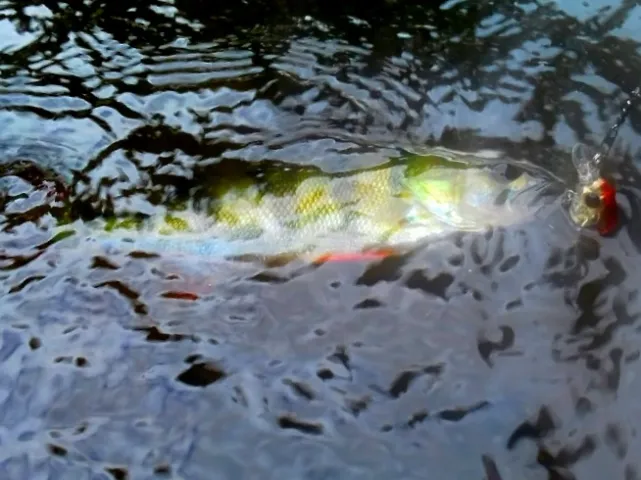 Flussbarsch