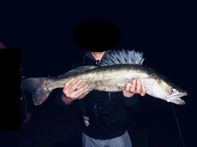 Zander