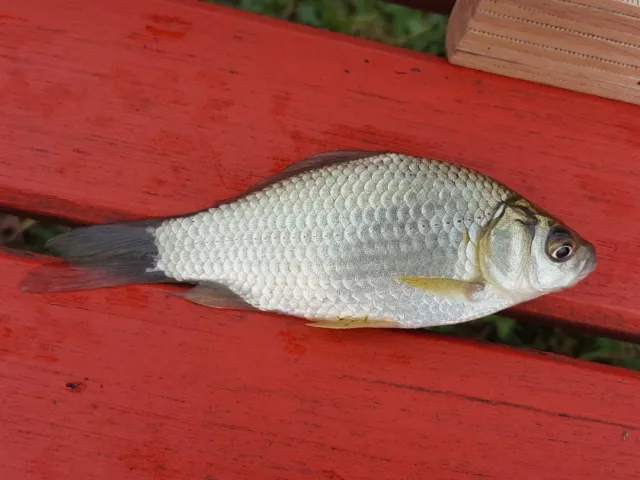 Giebel