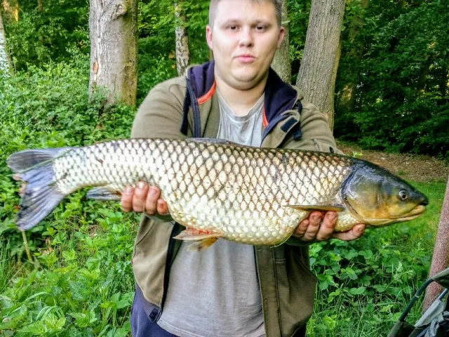 Graskarpfen