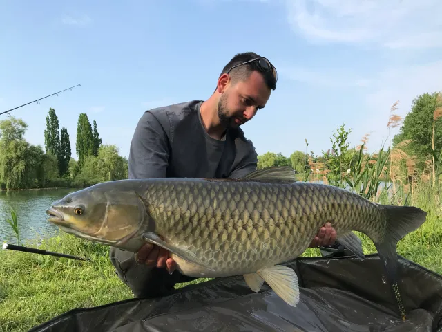 Graskarpfen