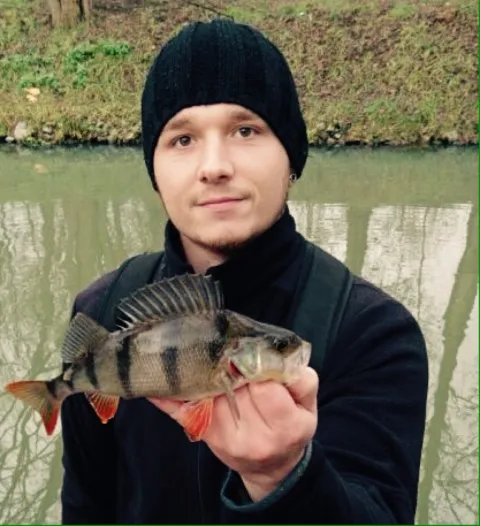 Flussbarsch