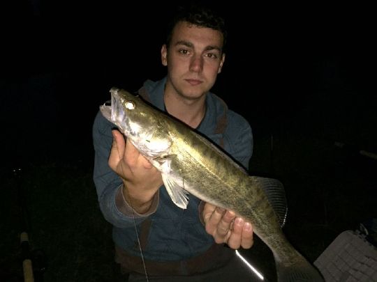 Zander