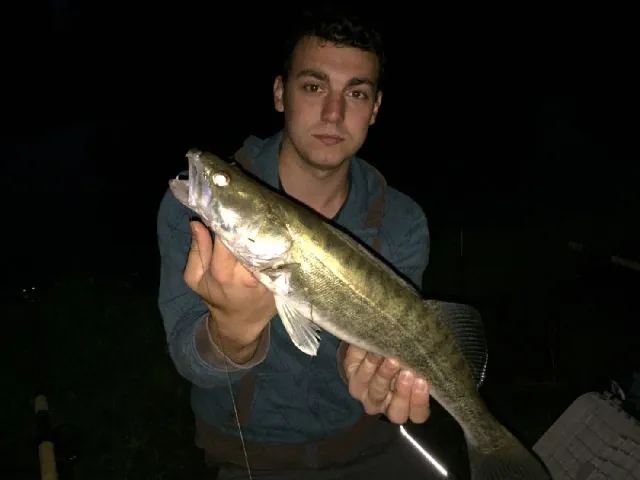 Zander