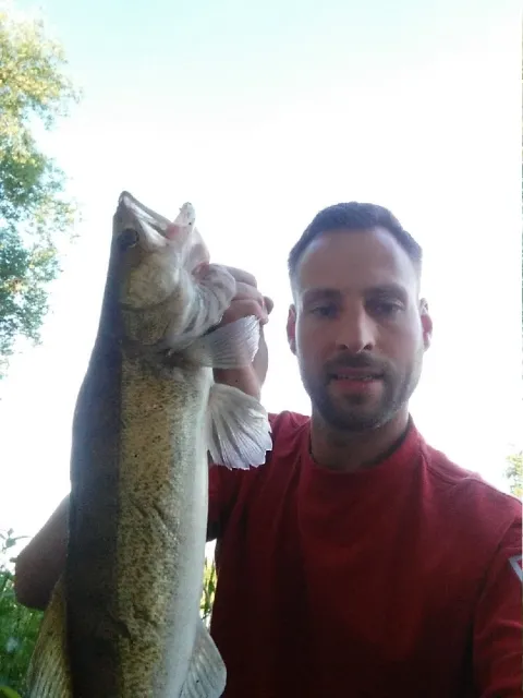 Zander