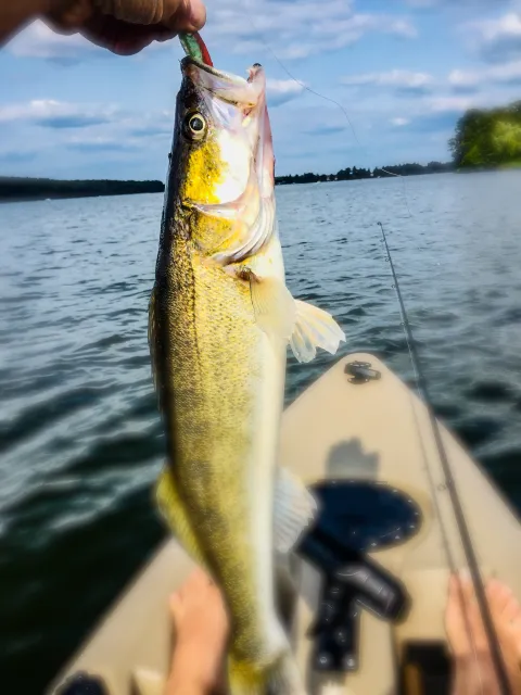 Zander
