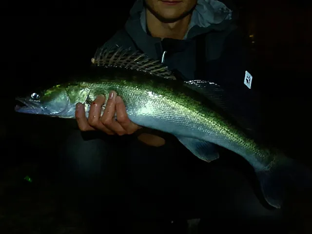Zander