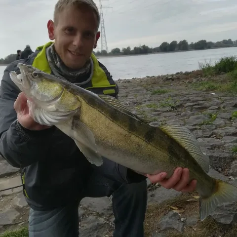 Zander
