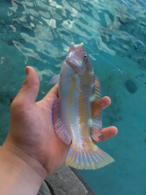 Lippfisch