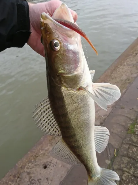 Zander