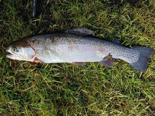 Regenbogenforelle