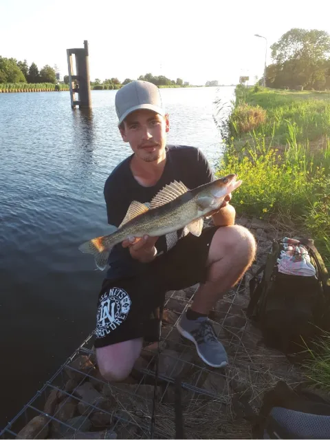 Zander