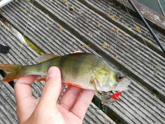 Flussbarsch