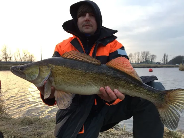Zander