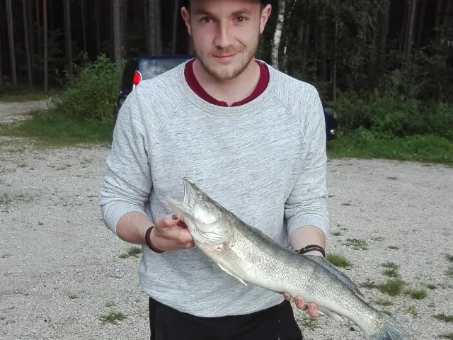 Zander