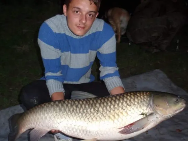 Graskarpfen
