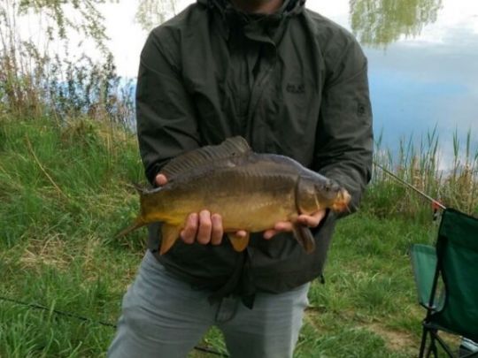 Karpfen