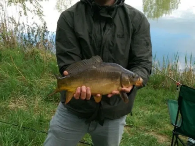 Karpfen