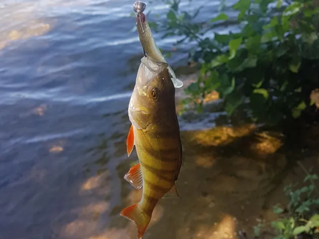 Flussbarsch