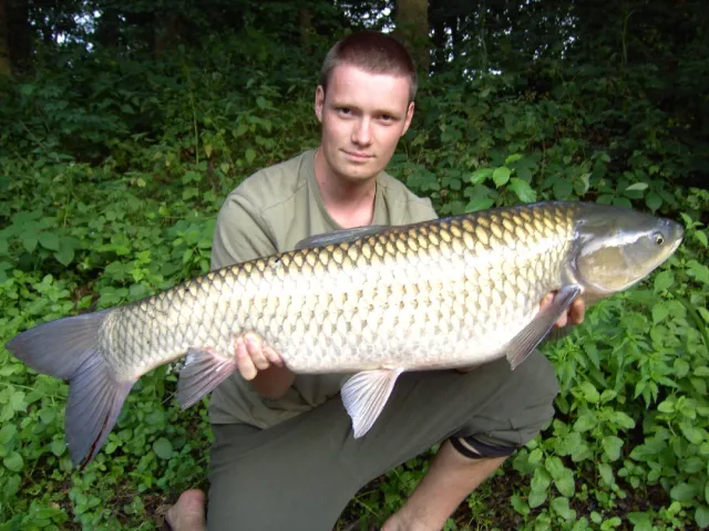 Graskarpfen