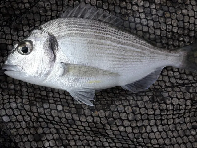 Dorade