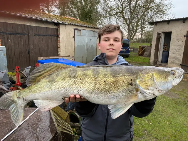 Zander