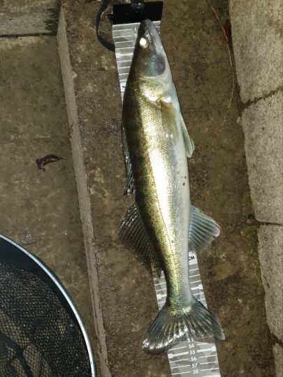 Zander