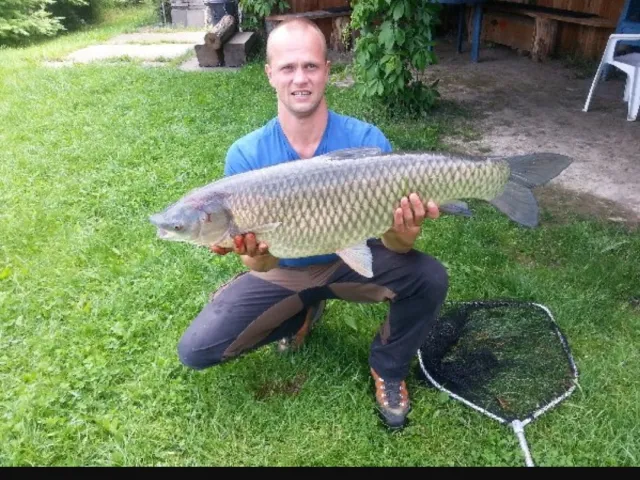 Graskarpfen