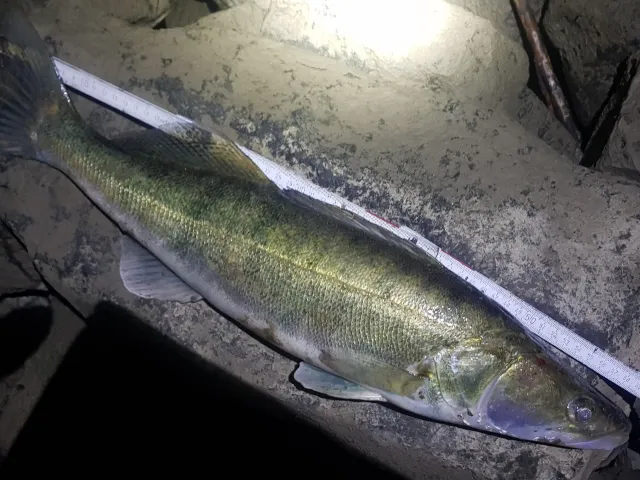 Zander