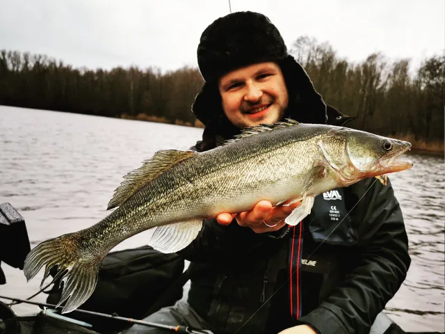 Zander