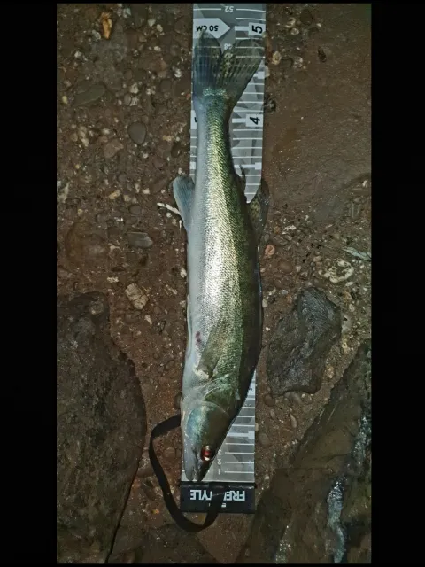 Zander