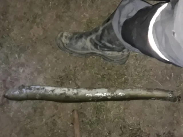 Aal