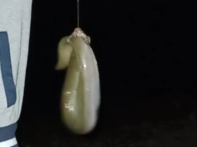 Aal