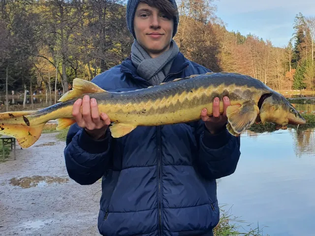 Stör