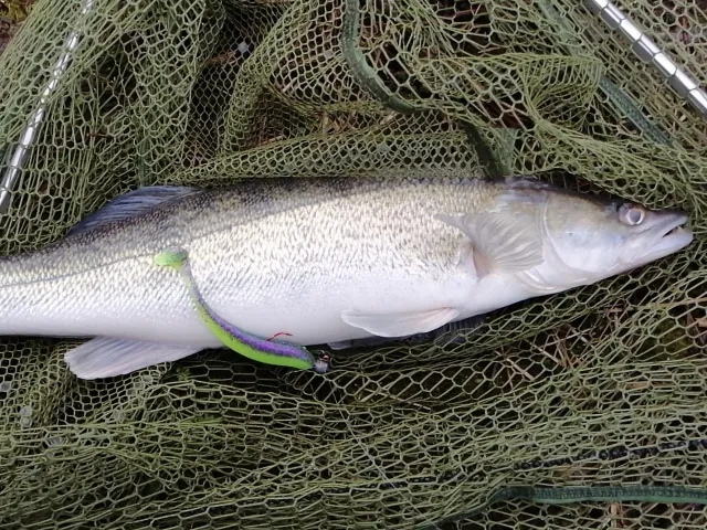 Zander