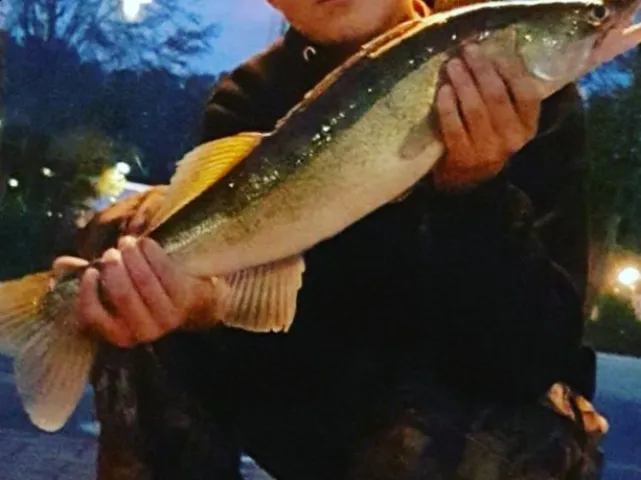 Zander