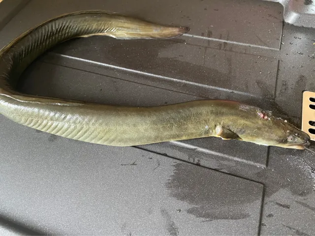 Aal