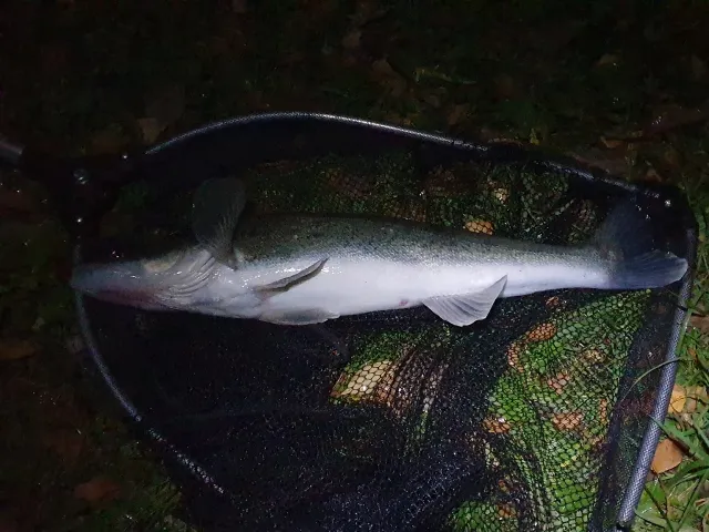 Zander