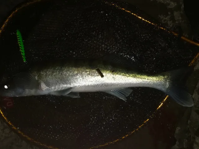 Zander