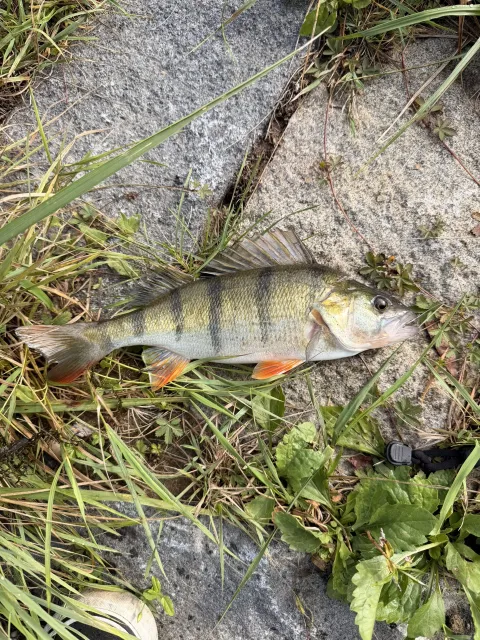 Flussbarsch