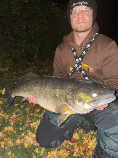 Zander