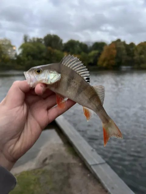 Flussbarsch