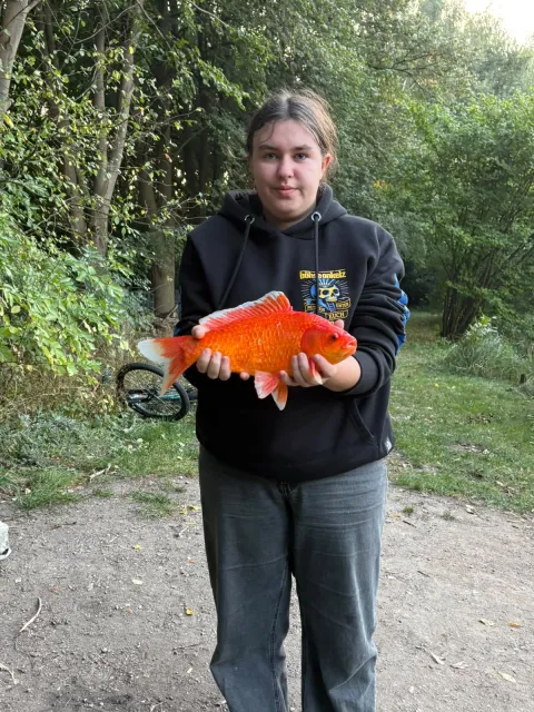 Goldfisch