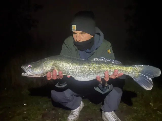 Zander